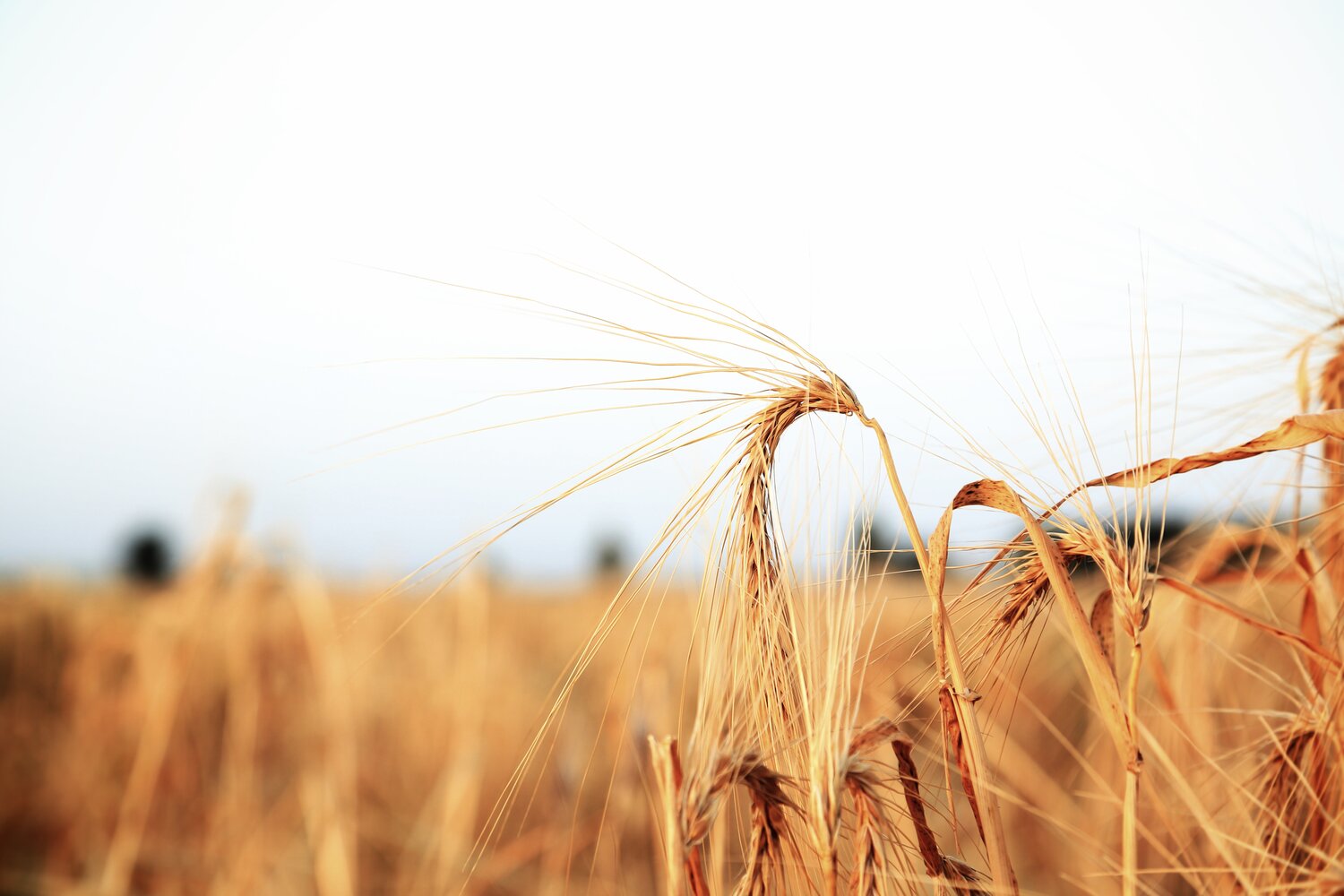 Together, Poland and ICARDA deposited 15 varieties of barley, each with their own unique traits. Versatile and highly adapted, barley is grown from arctic latitudes to tropical areas and at all altitudes.
