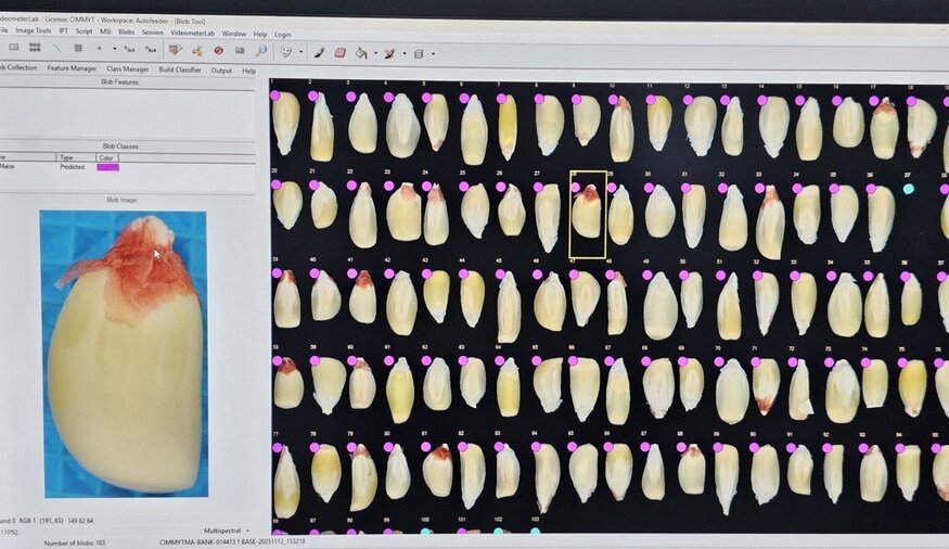 Crop Trust Leverages Google.org Support for Digital Innovation in Food Security