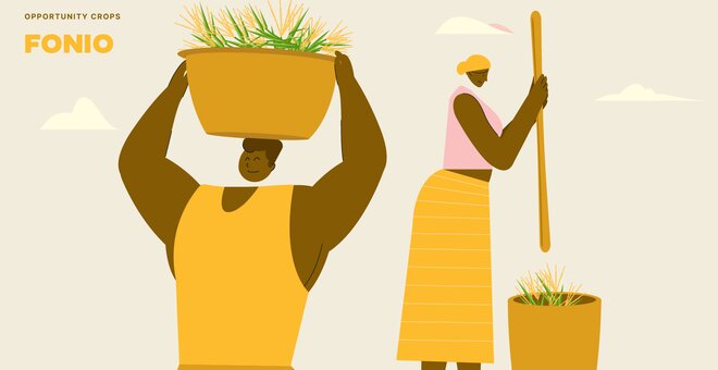 Fonio: Small Grain, Big Opportunity