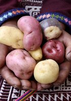 Safeguarding a Future for the World’s Potato Genetic Resources