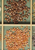 Seeds still life in a box. (Photo by DeAgostini/Getty Images)