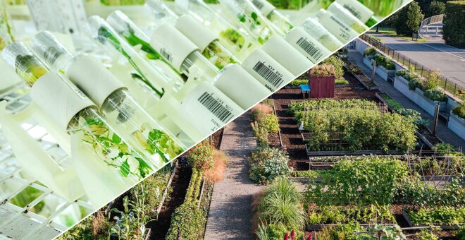 NYBG: Uniting Botanic Gardens and Genebanks Around Food Plant Diversity