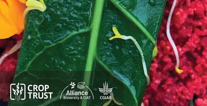 Steamed Fish Wrap with Beetroot Fonio & Sautéd Asparagus