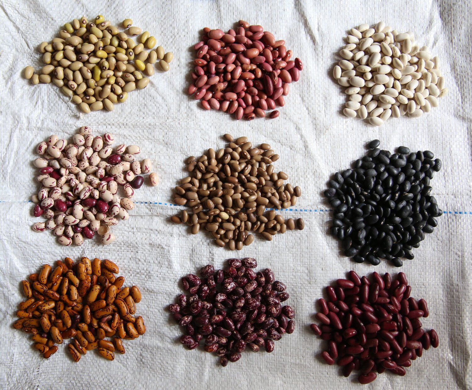Beans - Crop Trust