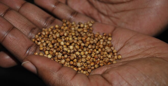 Sorghum: Lessons from a survivor