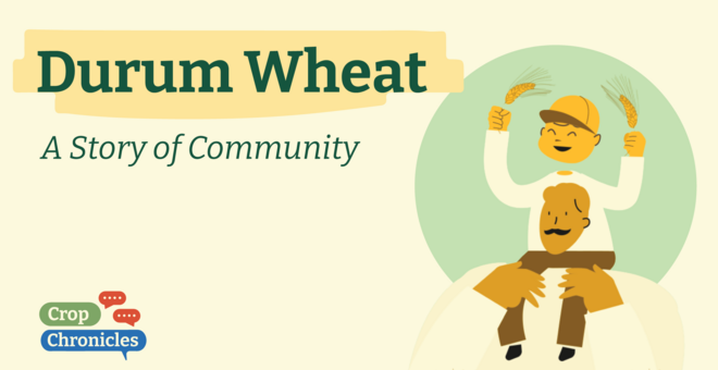 Durum Wheat: a Story of Community