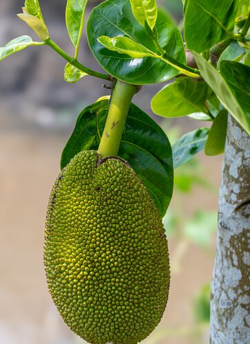 Jackfruit