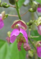 Flowering Bermuda Bean Photo: Daniel Debouck