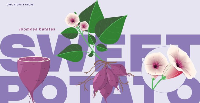 Sweetpotato: Super Leaves