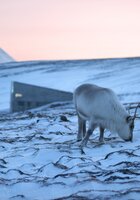 Major Seed Deposit at the Svalbard Global Seed Vault, Longyearbyen