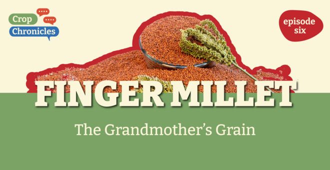 Crop Chronicles Podcast: Finger Millet - The Grandmother's Grain