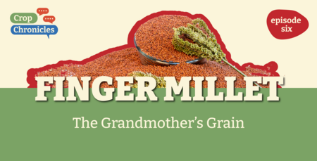 Crop Chronicles Podcast: Finger Millet - The Grandmother's Grain