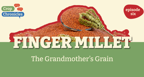 Crop Chronicles Podcast: Finger Millet - The Grandmother's Grain