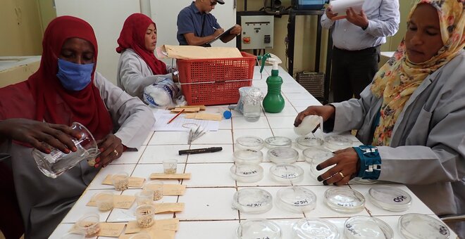 Sudan’s National Genebank Begins Rebuilding as Famine Threatens