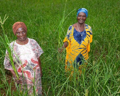 Finger millet