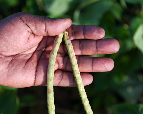 Cowpea