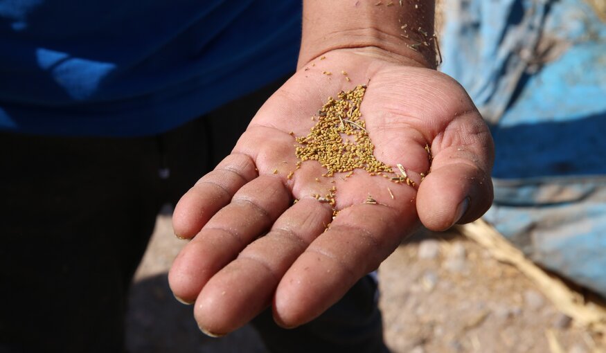 Alta Sierra Alfalfa Gives High Hopes to Farmers in the Atacama Desert and Beyond
