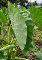 Supercharging the Next Generation of Climate-Smart Crops in Sub-Saharan Africa