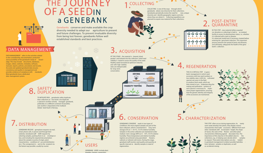 Journey of a Seed in a Genebank