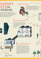 Infographic: Journey of a Seed in a Genebank