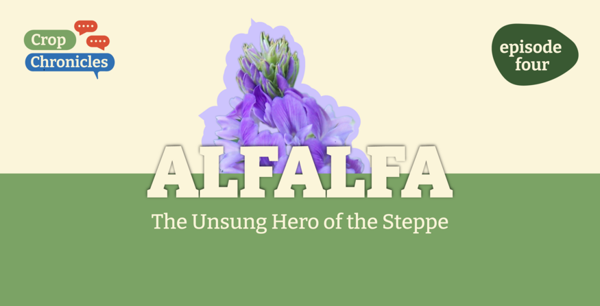 Crop Chronicles Podcast: The Unsung Hero of the Steppe - Alfalfa