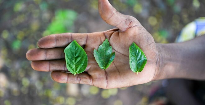 Jute mallow leaves. Photo: Neil Palmer/Crop Trust