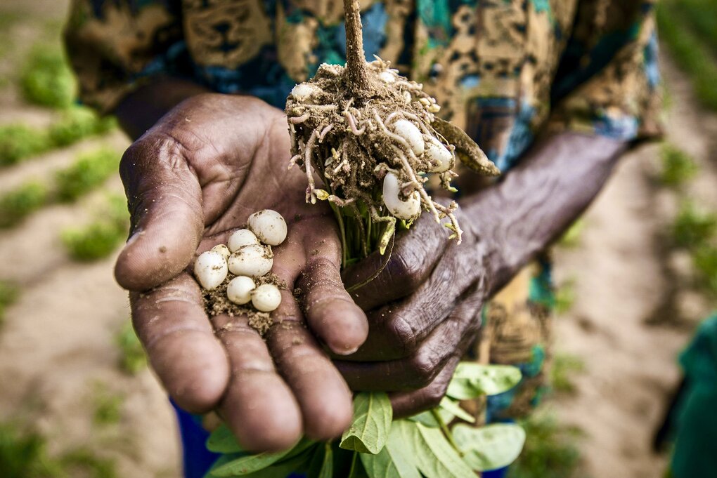 Photo: Bambara groundnut. Many opportunity crops – from millets to quinoa to Bambara groundnut – are resilient, able to withstand extreme climates, and provide excellent nutrition as part of a balanced diet. Bambara groundnuts. Credit: Sacha de Boer/Oxfam Novib