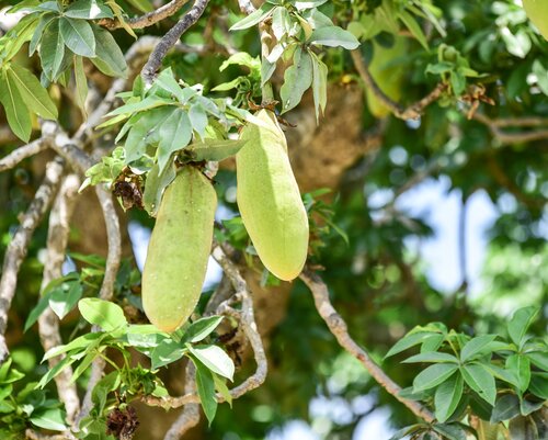 Baobab