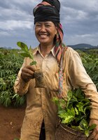 A farmer of the Thái ethnic group carries tree seedlings to be planted between fields of cassava in Sơn La Province. The many minority groups of this remote and mountainous region practice diverse farming systems that often include cassava as a key part. The popular varieties, bred for the region, grow relatively low and dense as they efficiently use sunlight to produce their starchy edible roots under the soil.