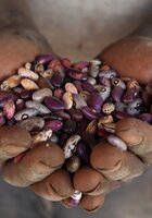 Hands holding a variety of beans in Rwanda