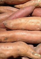 Global Project Underway to Preserve Yam Biodiversity