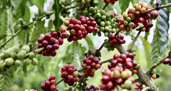 Climate Change's Threat to Global Coffee Production