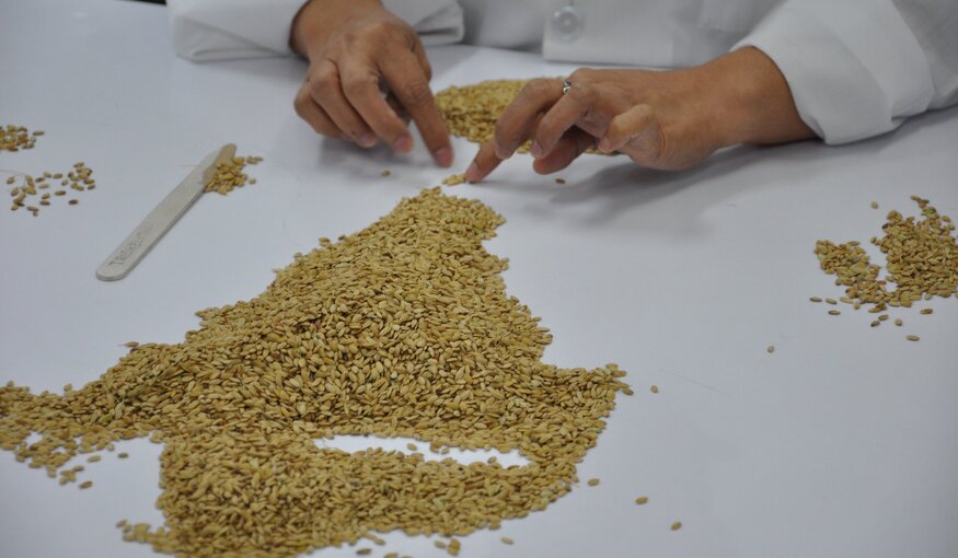 CSIS: AI and Global Food Security