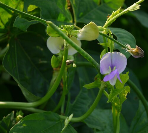 Cowpea