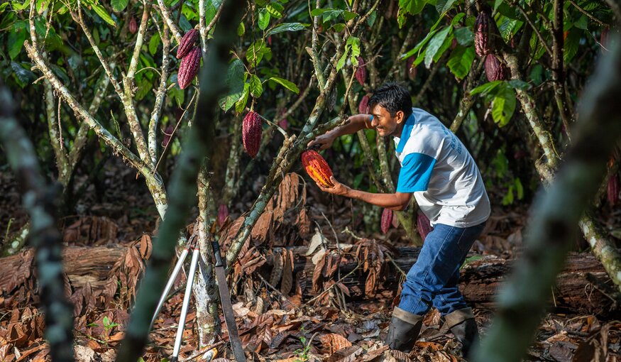 Before We Lose Them: Securing the Future of Coffee and Cacao at CATIE