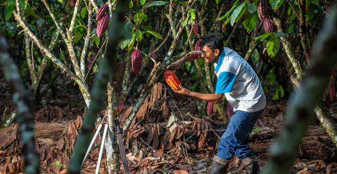 Before We Lose Them: Securing the Future of Coffee and Cacao at CATIE