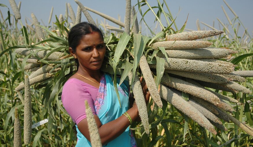 A farmer from India holds a part of her pearl millet harvest. Credit: ICRISAT