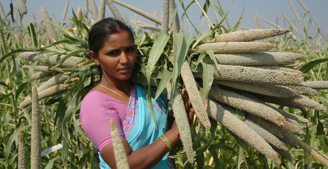 A farmer from India holds a part of her pearl millet harvest. Credit: ICRISAT