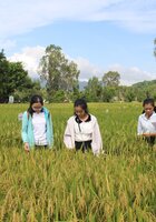 New Rice Varieties to Help Vietnamese Farmers Future-proof Their Crop Against Climate Change