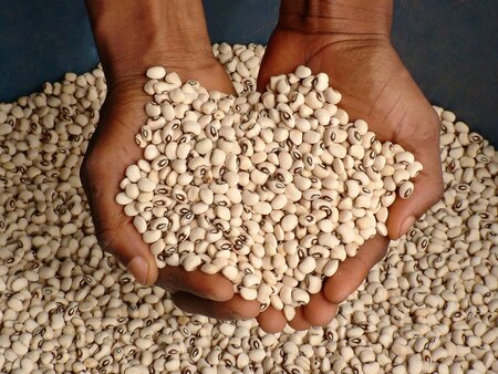 Cowpeas in Nigeria Can Trace Ancestry to Genebanks