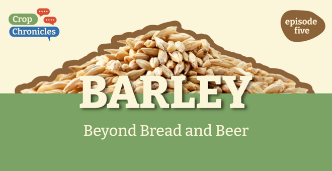 Crop Chronicles Podcast - Barley: Beyond Bread and Beer