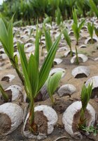 Coalition to Rescue Indigenous Pacific Island Crops