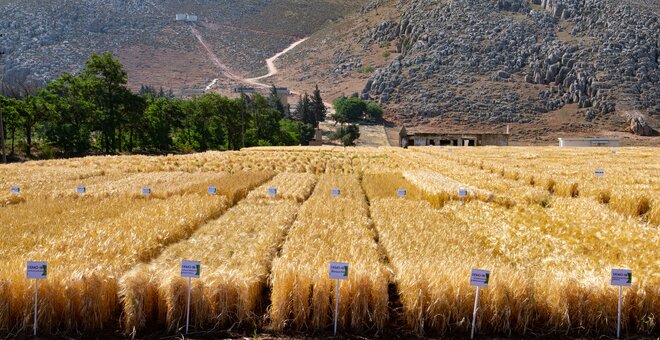 Wheat regeneration at ICARDA's Terbol station in Lebanon. Credit: Crop Trust/Michael Major