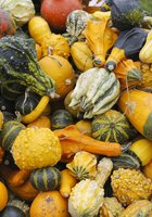 Different types of squash on a pile, Bergisches Land, North Rhine-Westphalia, Germany