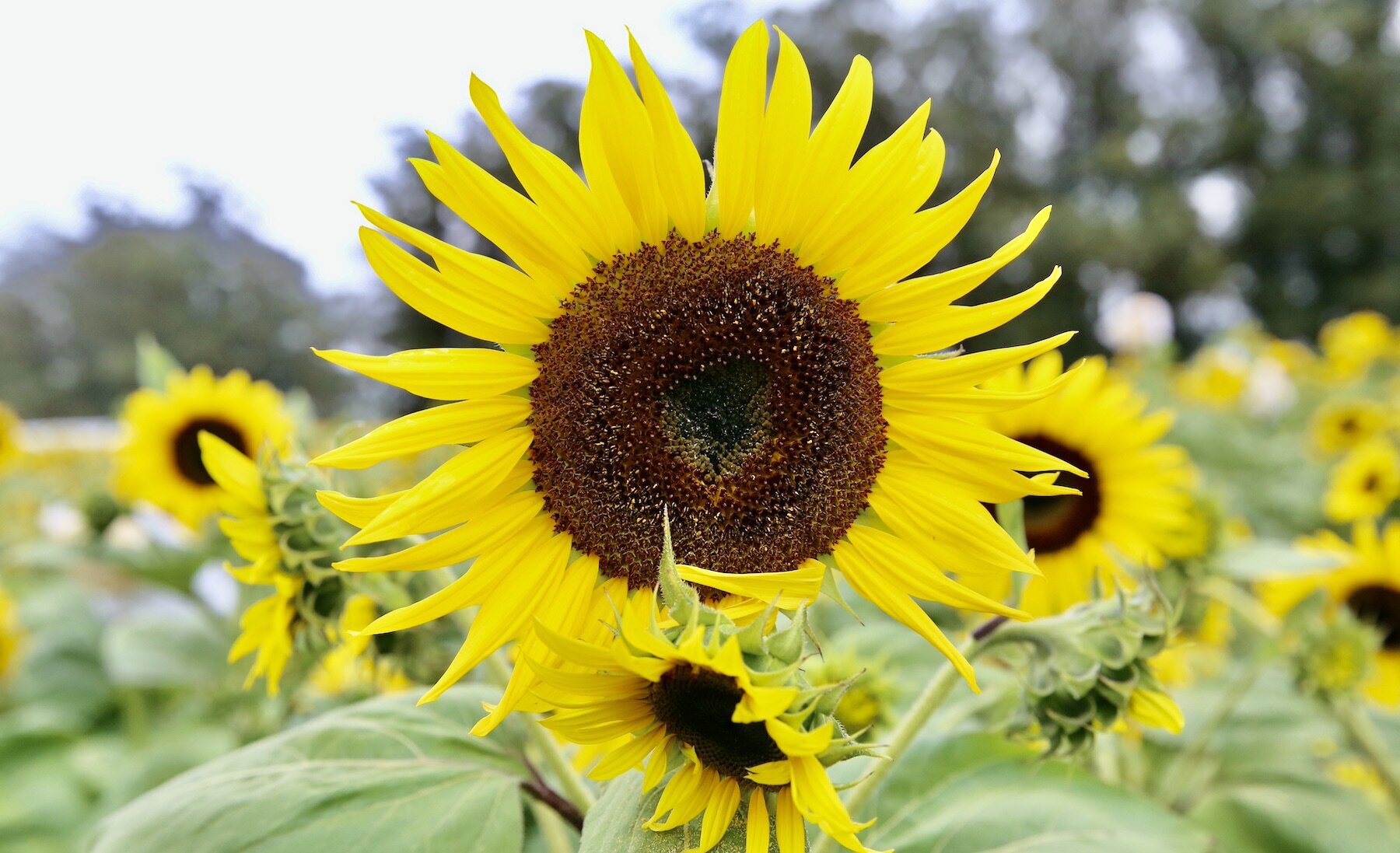 Sunflower