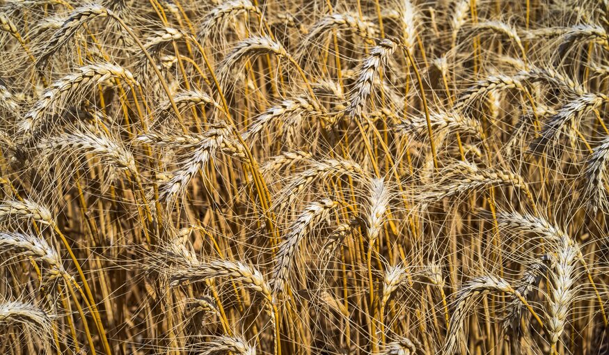 El País: Wild Wheat - The Key to Food Security in a Warming World