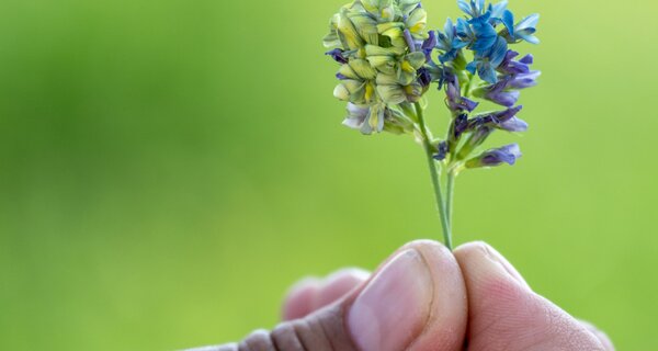 Alfalfa flower closeup