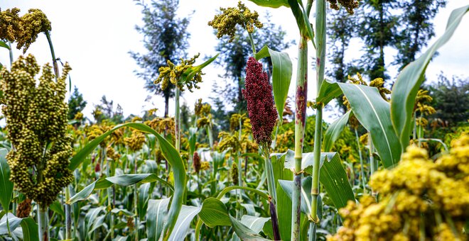 Power of Diversity Funding Facility Stakeholders Choose their Opportunity Crops