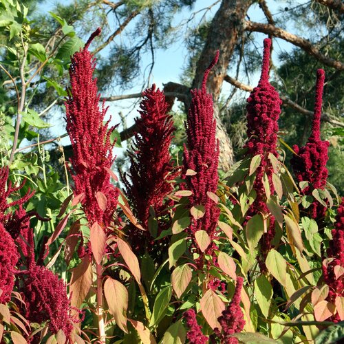 Amaranth