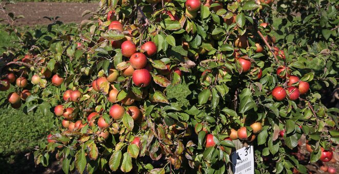 Orchards, Cold Cider and the Global Strategy for Apple